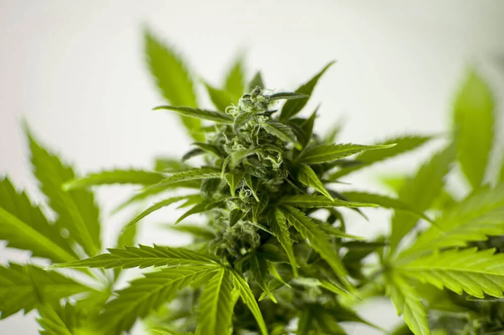 How would the UK economy benefit from legalising cannabis?