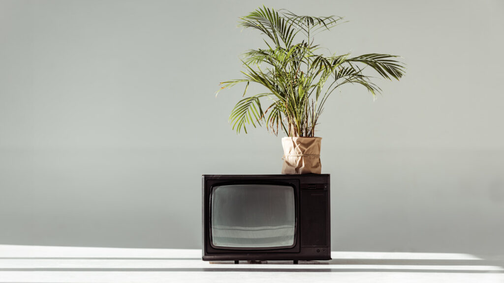 Green plant in pot on vintage tv on grey background