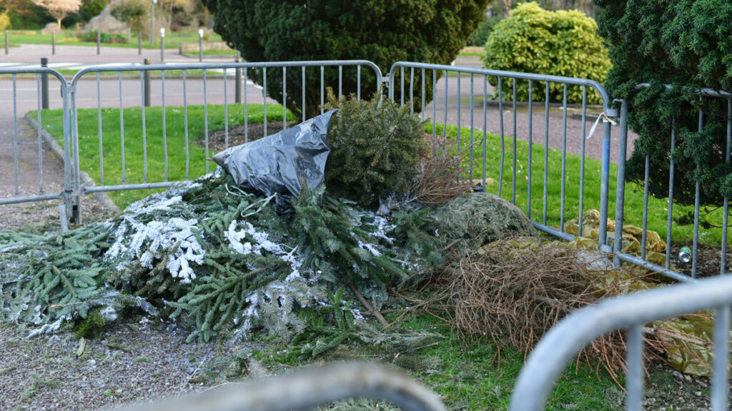 Used Christmas trees behind the fence