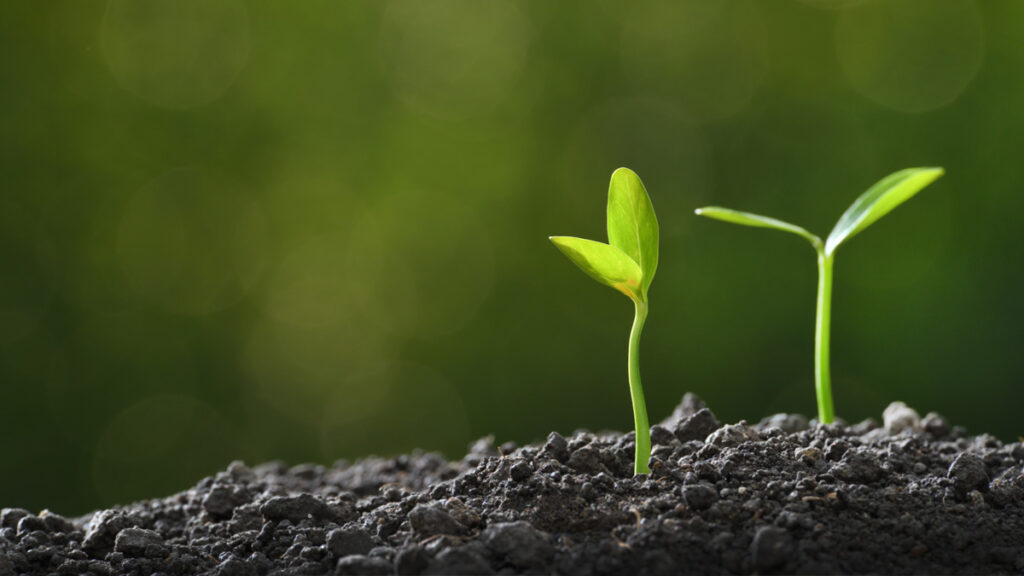 Two saplings growing in soil