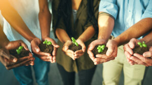 Hands holding seedlings