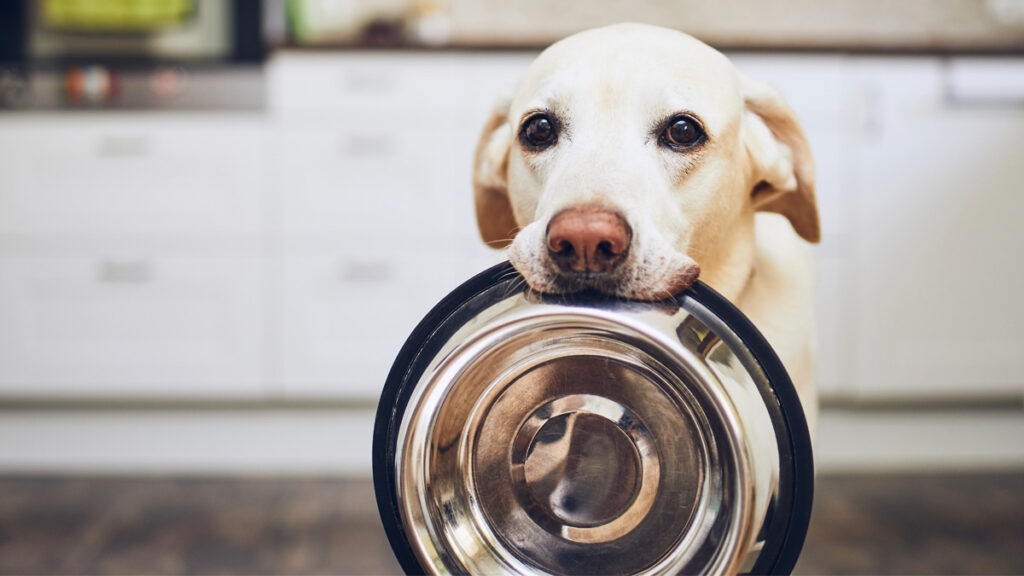 Dog waiting for feeding